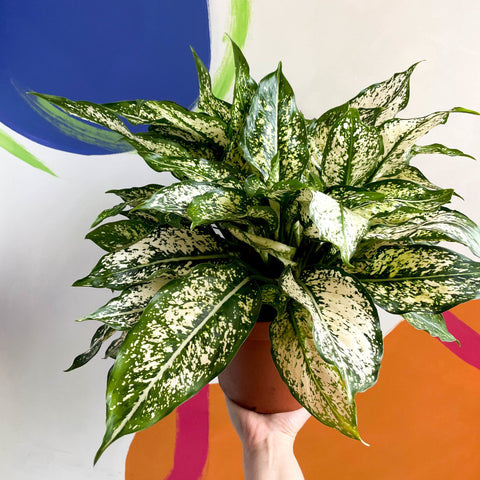 aglaonema snow Aglaonema 'Spring Snow' - Chinese Evergreen