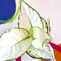 Chinese Evergreen - Aglaonema ‘White Joy' - Sprouts of Bristol