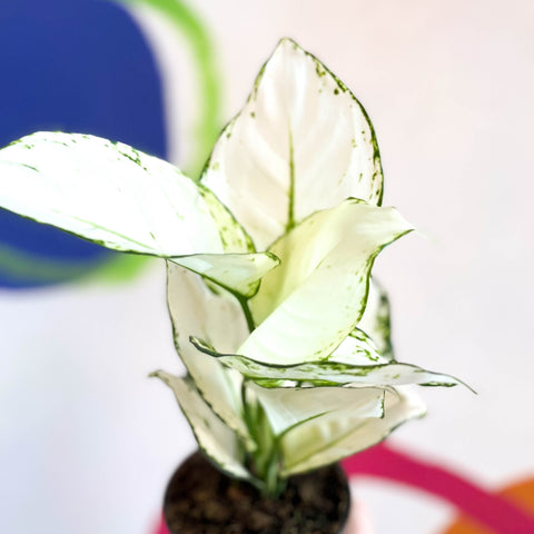 Chinese Evergreen - Aglaonema ‘White Joy' - Sprouts of Bristol
