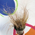 Chinese Fountain Grass - Pennisetum alopecuroides 'Hameln' - Cotswold Grown Perennial - Sprouts of Bristol