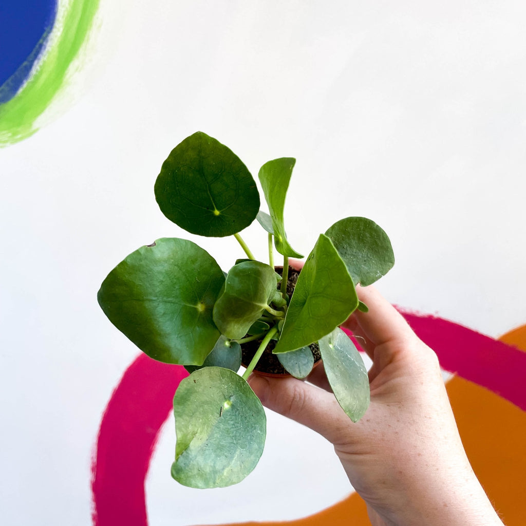 Chinese Money Leaf - Pilea peperomioides - Sprouts of Bristol