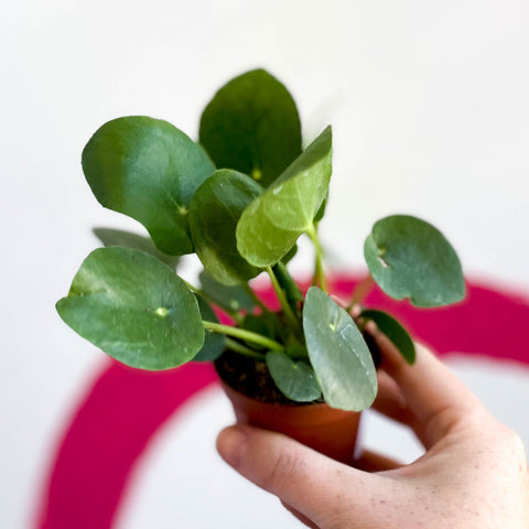Chinese Money Leaf - Pilea peperomioides - Sprouts of Bristol