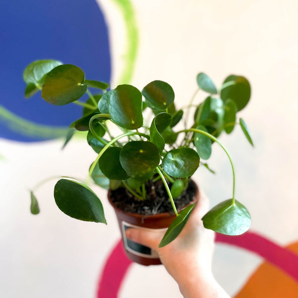 money plant in uk Chinese Money Plant - Pilea peperomioides