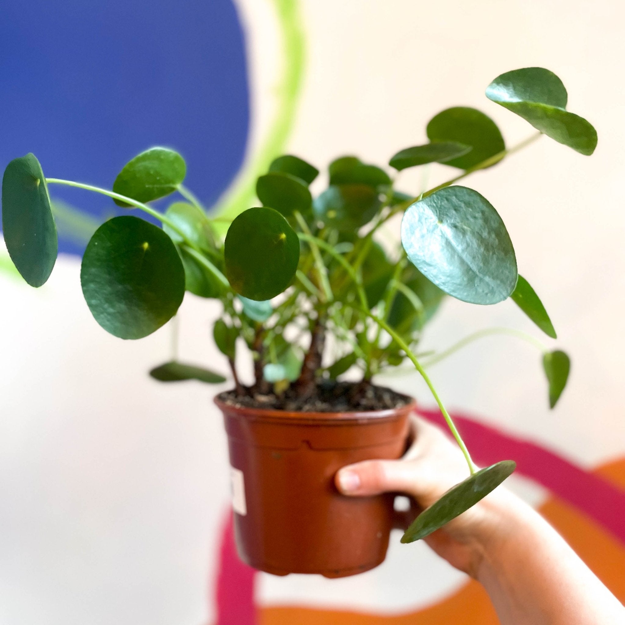 How to Plant, Grow, and Care for Forget-Me-Not Flowers