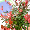 Christmas Berry - Photinia × fraseri 'Little Red Robin' - Cotswold Grown Evergreen Shrub - Sprouts of Bristol
