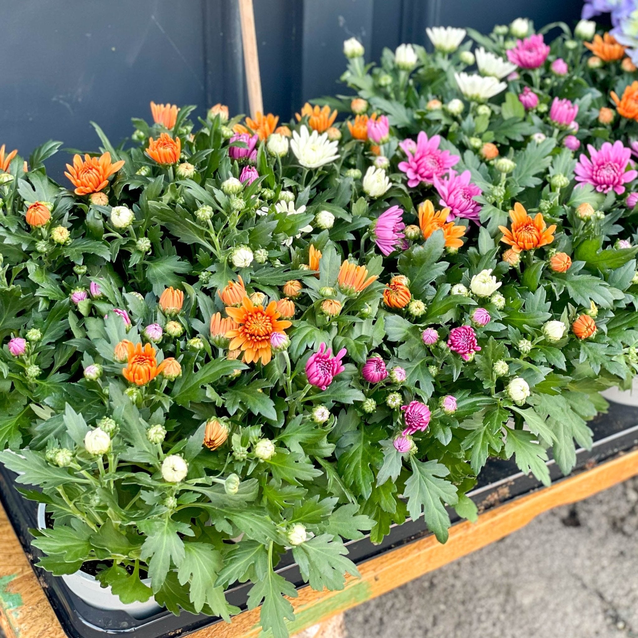 Chrysanthemum 'Carnival' Sprouts of Bristol