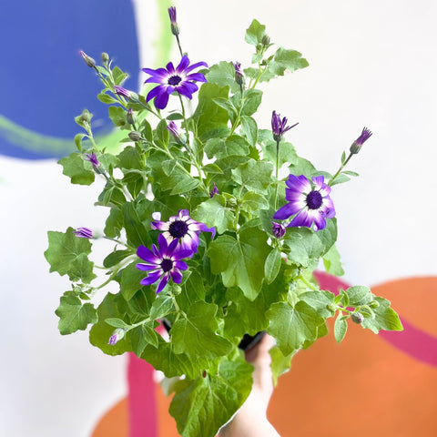 Cineraria - Senetti 'Violet Bicolour' Suntory Collection - British Grown - Sprouts of Bristol