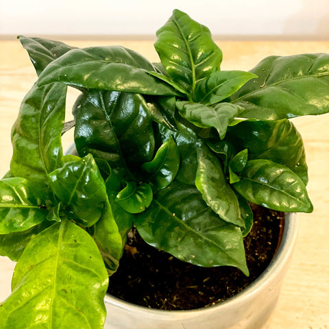 Coffee Plant - Coffea arabica - Sprouts of Bristol