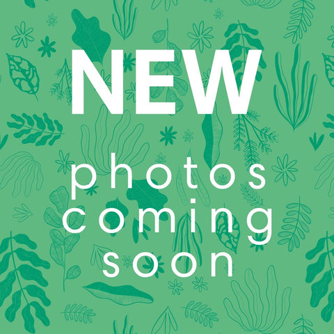 Coneflower - Echinacea 'Mooodz Glory' - Sprouts of Bristol