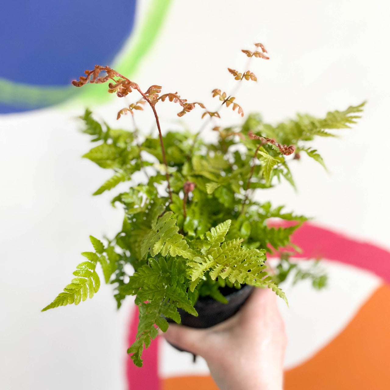 Copper Shield Fern - Dryopteris erythrosora - British Grown - Hardy Se ...