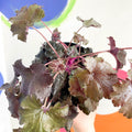 Coral Bells - Heuchera 'Indian Summer - Black Pearl'- Herbaceous Perennial - Sprouts of Bristol