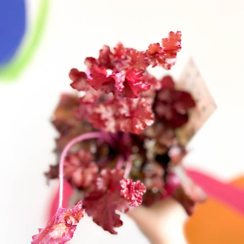 Coral Bells - Heuchera 'Indian Summer - Boysenberry'- Herbaceous Perennial - Sprouts of Bristol