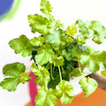 Coral Bells - Heuchera 'Indian Summer - Green Fizz'- Herbaceous Perennial - Sprouts of Bristol