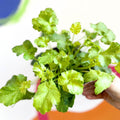 Coral Bells - Heuchera 'Indian Summer - Green Fizz'- Herbaceous Perennial - Sprouts of Bristol