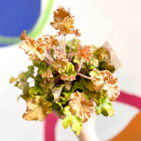 Coral Bells - Heuchera 'Indian Summer - Marmelade'- Herbaceous Perennial - Sprouts of Bristol