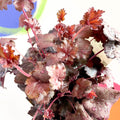 Coral Bells - Heuchera 'Indian Summer - Mulberry'- Herbaceous Perennial - Sprouts of Bristol