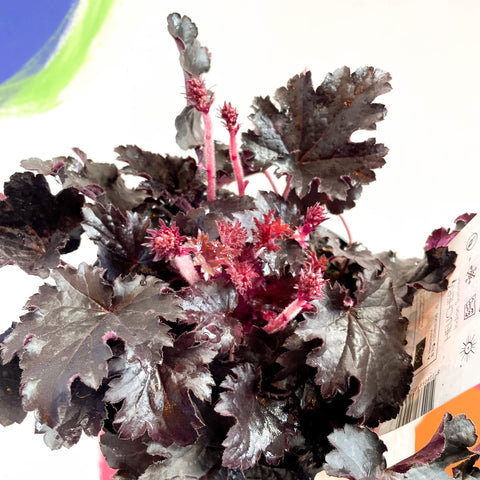 Coral Bells - Heuchera 'Indian Summer - Timeless Night'- Herbaceous Perennial - Sprouts of Bristol