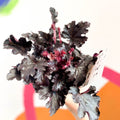 Coral Bells - Heuchera 'Indian Summer - Timeless Night'- Herbaceous Perennial - Sprouts of Bristol