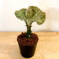 Coral Cactus - Euphorbia cristata - Sprouts of Bristol