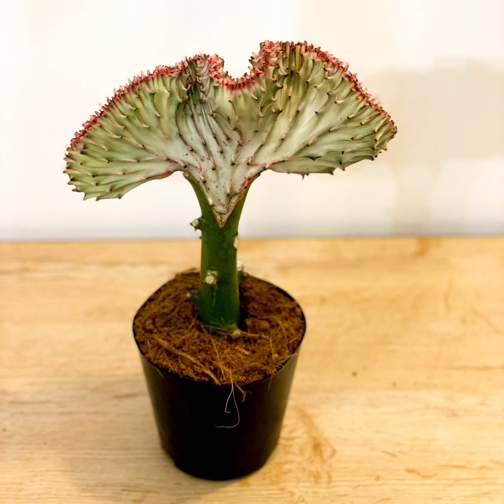 Coral Cactus - Euphorbia cristata - Sprouts of Bristol