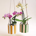 Coral Small Stripy Hanging Pot - Sprouts of Bristol