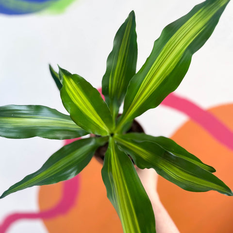 dracaena fragrans burley Corn Plant