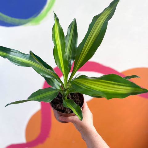 dracaena burley Corn Plant