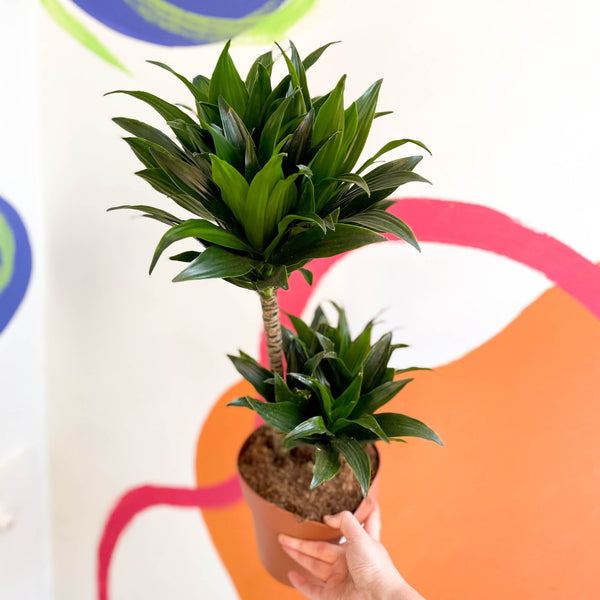 Corn Plant