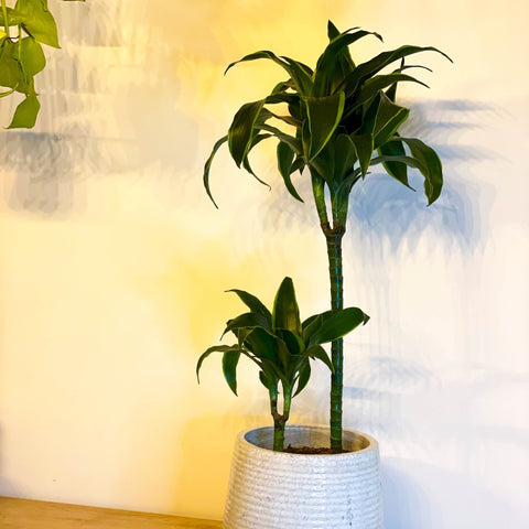 dracaena fragrans dorado Corn Plant