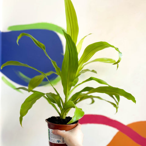 dracaena limelight cats Corn Plant - Dracaena fragrans 'Limelight'