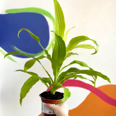 dracaena fragrans limelight Corn Plant - Dracaena fragrans 'Limelight'