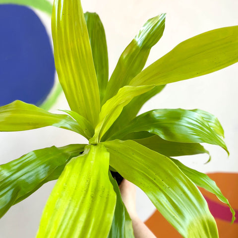 dracaena limelight cats Corn Plant - Dracaena fragrans 'Limelight'
