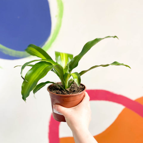 dracaena fragrans mas Corn Plant - Dracaena fragrans 'Massangeana'