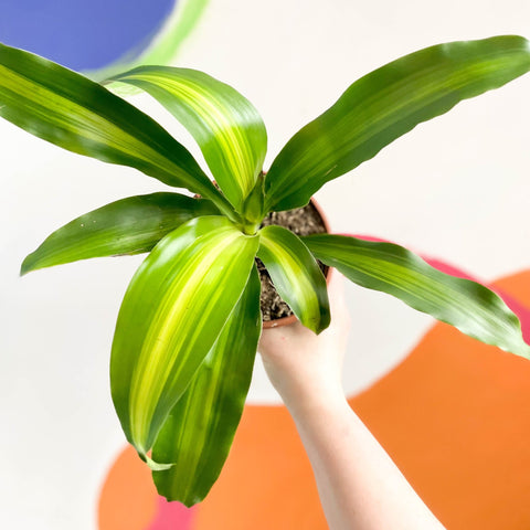dracaena fragrans massangeana cornstalk dracaena Corn Plant - Dracaena fragrans 'Massangeana'