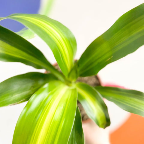 dracaena marginata spiritual meaning Corn Plant - Dracaena fragrans 'Massangeana'