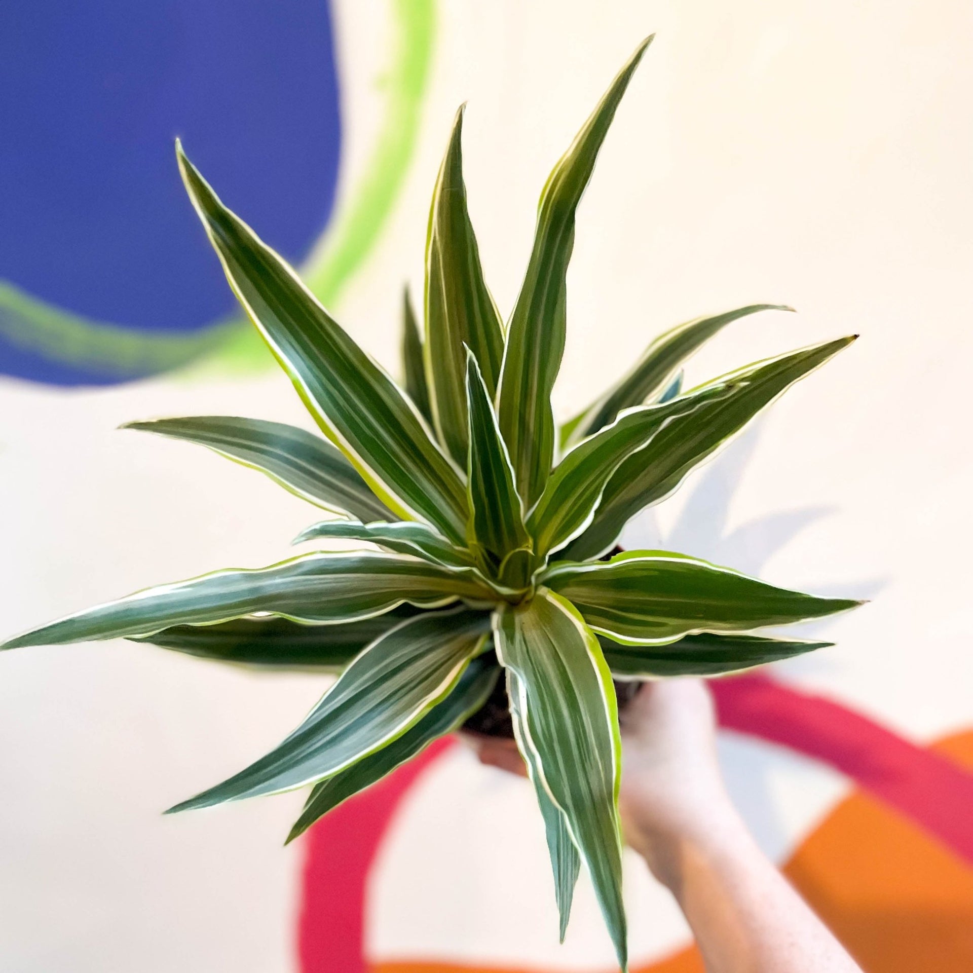 dracaena fragrans surprise Corn Plant