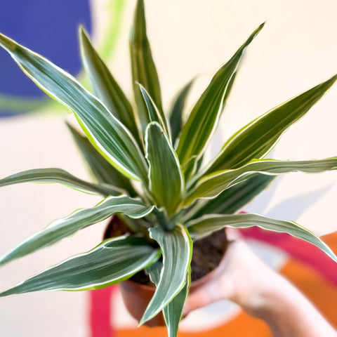 dracaena surprise Corn Plant
