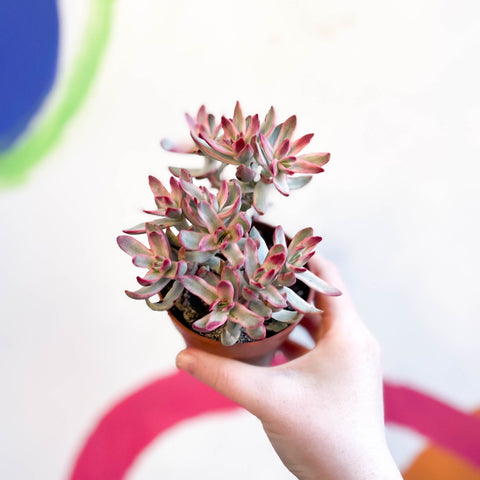 candy stick plant succulent Crassula rubricaulis 'Candy Cane' – Sprouts of Bristol