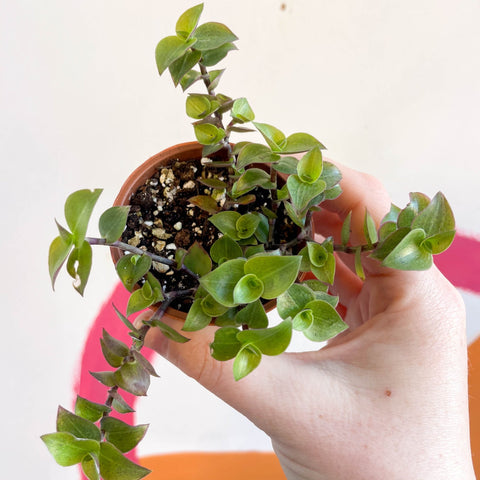 creeping inch plant indoor care Creeping Inch Plant - Callisia repens