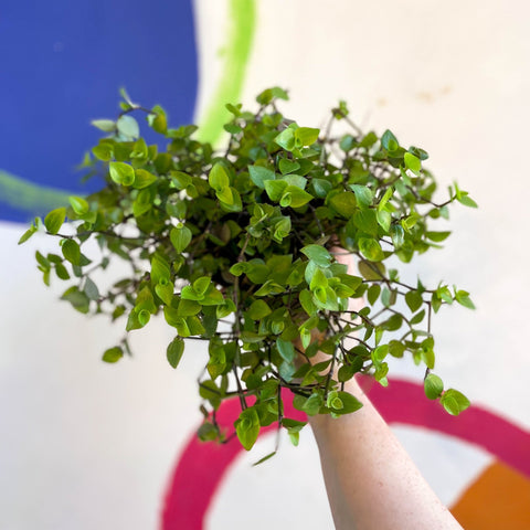 creeping inch plant indoor care Creeping Inch Plant - Callisia repens