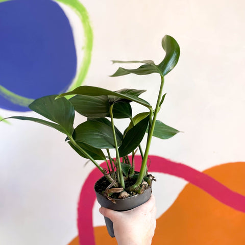philodendron rhaphidophora decursiva Rhaphidophora decursiva 'Dragon Tail'