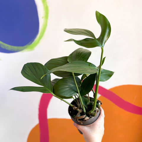 philodendron decursiva Rhaphidophora decursiva 'Dragon Tail'