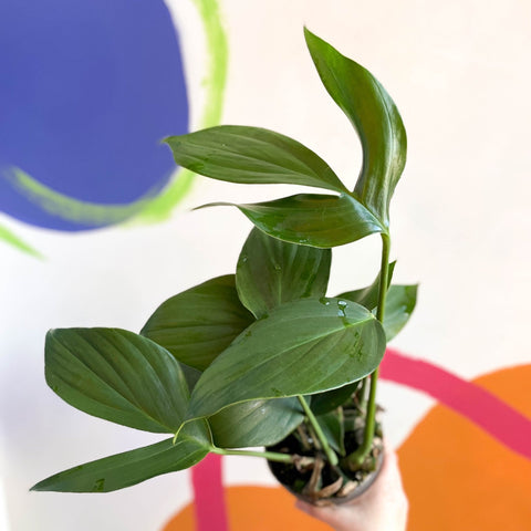 philodendron decursiva Rhaphidophora decursiva 'Dragon Tail'