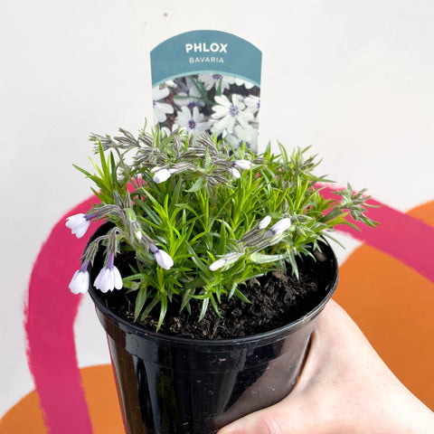 can you plant creeping phlox in a pot Creeping Phlox - Phlox subulata 'Bavaria'