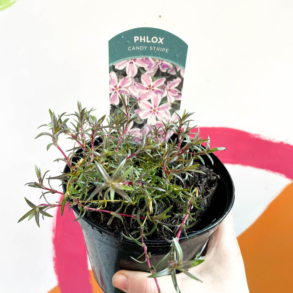 Creeping Phlox - Phlox subulata 'Candy Stripe' - British Grown Herbaceous Perennial - Sprouts of Bristol