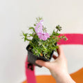 Creeping Phlox - Phlox subulata 'Phlox Trot Pink' - British Grown Evergreen Perennial Alpine - Sprouts of Bristol