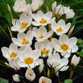 Crocus chrysanthus 'Ard Schenk' [Bulbs] - Sprouts of Bristol