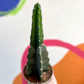 Cuddly Cactus - Cereus jamacaru - Sprouts of Bristol