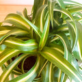 Curly Spider Plant - Chlorophytum comosum 'Bonnie' - Sprouts of Bristol