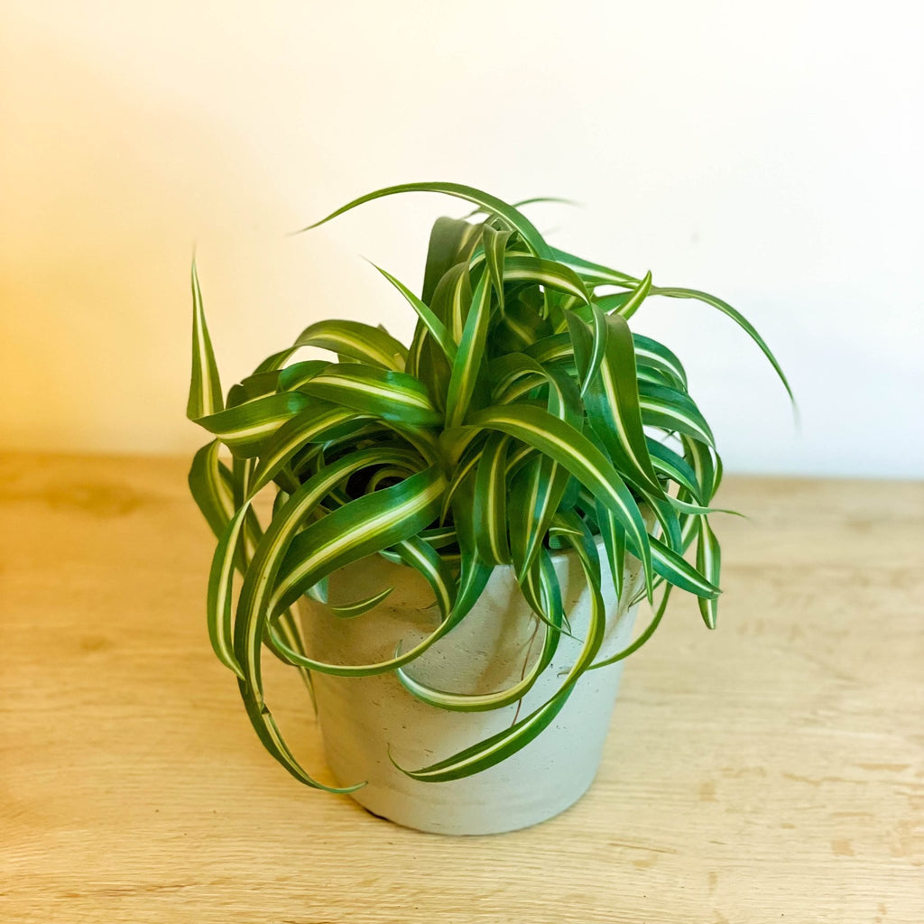 Curly Spider Plant - Chlorophytum comosum 'Bonnie' - Sprouts of Bristol
